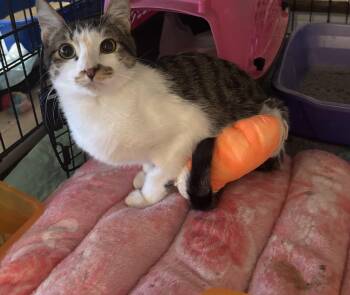 Choo Choo Charlie (Special Needs) -  Domestic Short Hair Cat for Adoption in Fairfax, Virginia - Choo Choo Charlie (Special Needs) | PetCurious