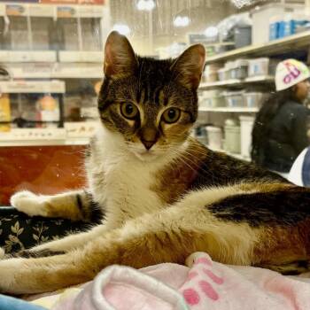 Cinnamon -  American Shorthair Cat Available for Adoption in Oceanside, New York - Cinnamon | PetCurious