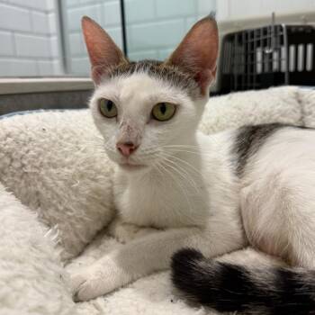 Eloise -  Domestic Short Hair Cat for Adoption in Pinellas Park, Florida - Eloise | PetCurious