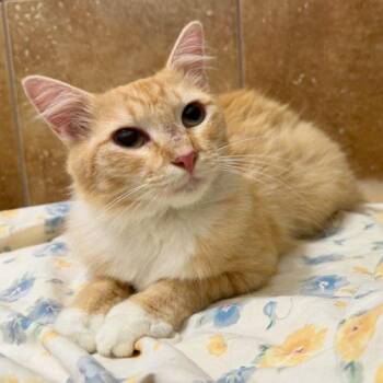 Mellow Yellow -  Domestic Short Hair Cat for Adoption in Knoxville, Tennessee - Mellow Yellow | PetCurious