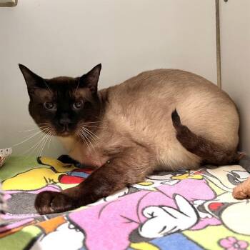CHE -  Domestic Short Hair Cat Available for Adoption in Methuen, Massachusetts - CHE | PetCurious