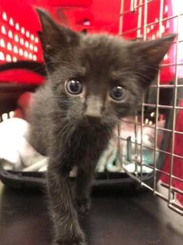 Domestic Short Hair Cats Available for Adoption - Peep (Mason) | PetCurious