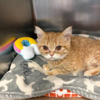 Giuseppe -  Scottish Fold Cat for Adoption in New York, New York - Giuseppe | PetCurious