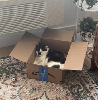 Origami -  Domestic Short Hair Cat for Adoption in New York, New York - Origami | PetCurious