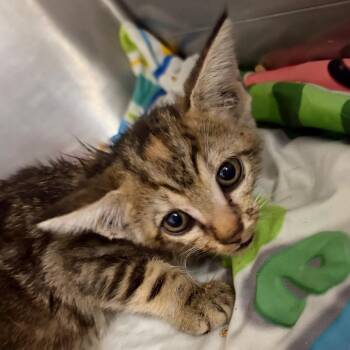 Frumpy -  Domestic Medium Hair Cat for Adoption in Lake Jackson, Texas - Frumpy | PetCurious