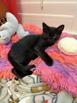 Domestic Short Hair Cats Available for Adoption in Rosenberg, Texas - Gray S | PetCurious