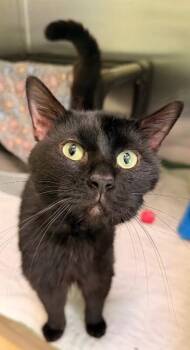 Mr. Grumps -  Domestic Short Hair Cat Available for Adoption in Warren, Pennsylvania - Mr. Grumps | PetCurious