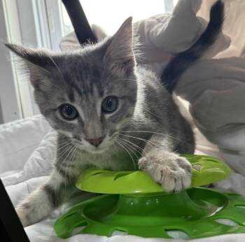 Lady Honeybun -  Domestic Medium Hair Cat for Adoption in Jackson, Georgia - Lady Honeybun | PetCurious