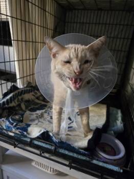 Rescue Domestic Short Hair Cats for Adoption in San Diego, California - Gary | PetCurious