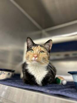 Domestic Short Hair Cats Available for Adoption in Munster, Indiana - Ginger | PetCurious