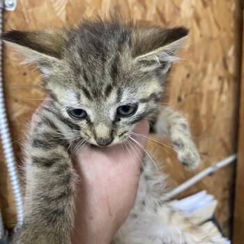 Minnow -  Domestic Short Hair Cat for Adoption in Blairsville, Georgia - Minnow | PetCurious
