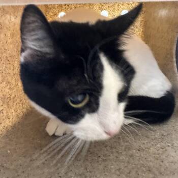 Domestic Medium Hair Cats Available for Adoption - Nippy | PetCurious