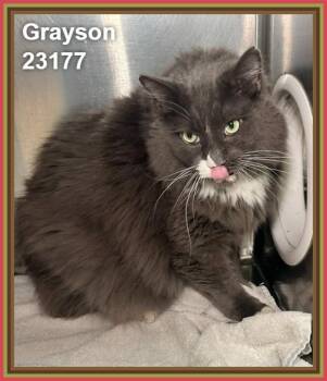 GRAYSON -  Domestic Long Hair Cat for Adoption in Marietta, Georgia - GRAYSON | PetCurious