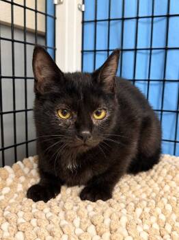 Nova -  Domestic Short Hair Cat for Adoption in Trenton, New Jersey - Nova | PetCurious