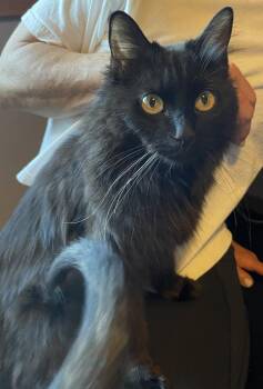 Domestic Short Hair Cats Available for Adoption in St. Cloud, Minnesota - Matilda | PetCurious