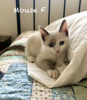 Mouse -  Siamese Cat for Adoption in Mission Viejo, California - Mouse | PetCurious