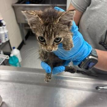 Dunn 26-06-171 -  Domestic Short Hair Cat for Adoption in Bastrop, Texas - Dunn 26-06-171 | PetCurious