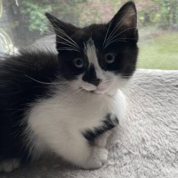 Domestic Short Hair Cats Available for Adoption in Fredericksburg, Virginia - Daytona Beach | PetCurious