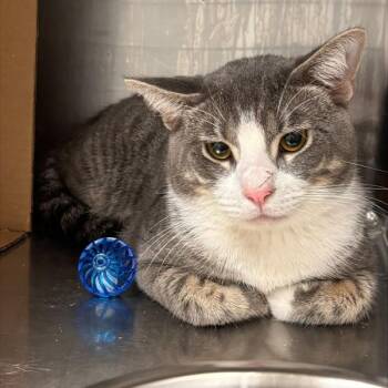 Mini Moon -  Domestic Short Hair Cat for Adoption in Des Moines, Iowa - Mini Moon | PetCurious