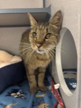 Ida -  Domestic Short Hair Cat for Adoption in Liverpool, New York - Ida | PetCurious