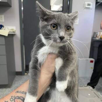 Domestic Short Hair Cats Available for Adoption in Port Charlotte, Florida - Peach | PetCurious