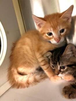 NUGGET -  Domestic Short Hair Cat for Adoption in Rancho Cucamonga, California - NUGGET | PetCurious