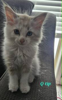 Q-tip -  Domestic Long Hair Cat for Adoption in Overland Park, Kansas - Q-tip | PetCurious