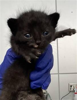 Domestic Short Hair Cats Available for Adoption in Dallas, Texas - RANGER | PetCurious