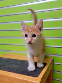 REID -  Domestic Short Hair Cat for Adoption in St. Peters, Missouri - REID | PetCurious