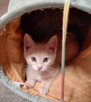 American Shorthair Cats Available for Adoption in Marvin, North Carolina - Walker | PetCurious