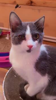 Domestic Short Hair Cats Available for Adoption in Gorham, Maine - Gemini | PetCurious