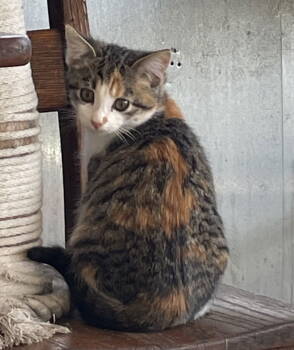 Rescue Domestic Short Hair Cats for Adoption in Elkins, West Virginia - Peaches | PetCurious