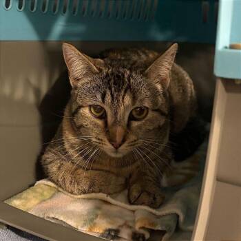 Domestic Short Hair Cats Available for Adoption - Pico De Gallo | PetCurious