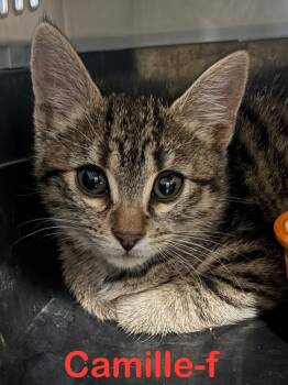 Rescue Tabby and Domestic Short Hair Cats for Adoption in Brookhaven, Mississippi - Camille 25 | PetCurious