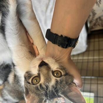 Egg -  Domestic Short Hair Cat for Adoption in Myerstown, Pennsylvania - Egg | PetCurious