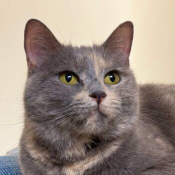 Willow -  Domestic Short Hair Cat for Adoption in Harrisonburg, Virginia - Willow | PetCurious