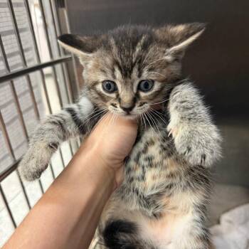 Toph -  Domestic Short Hair Cat for Adoption in Port Charlotte, Florida - Toph | PetCurious