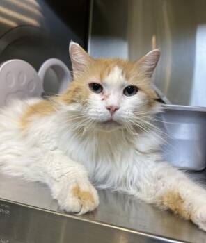 Synergy -  Domestic Long Hair Cat for Adoption in Sioux City, Iowa - Synergy | PetCurious