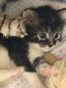Mouse -  Domestic Short Hair Cat for Adoption - Mouse | PetCurious