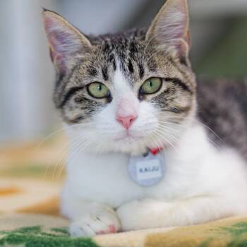 Kaiju -  Domestic Short Hair Cat for Adoption in Zimmerman, Minnesota - Kaiju | PetCurious