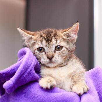 Granola -  Domestic Short Hair Cat Available for Adoption in Hattiesburg, Mississippi - Granola | PetCurious