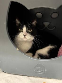 CATMELIA -  Domestic Short Hair Cat for Adoption in Leesburg, Virginia - CATMELIA | PetCurious