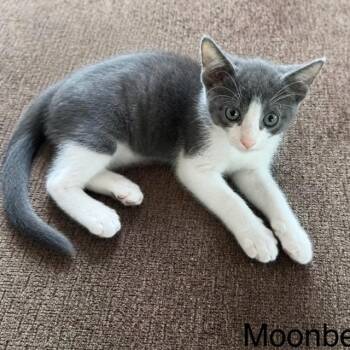 MOONBEAM -  Domestic Short Hair Cat Available for Adoption in Auburn, California - MOONBEAM | PetCurious