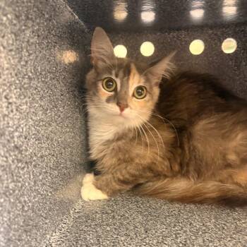 Bacon -  Domestic Medium Hair Cat for Adoption in Winston-salem, North Carolina - Bacon | PetCurious