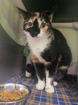Domestic Short Hair Cats Available for Adoption in Bowling Green, Ohio - Clemensia | PetCurious