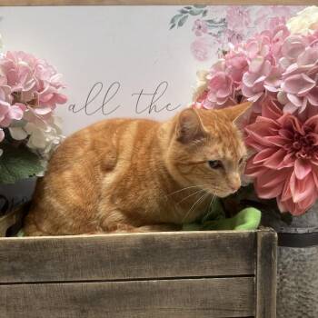 Domestic Short Hair Cats Available for Adoption - Sunny | PetCurious