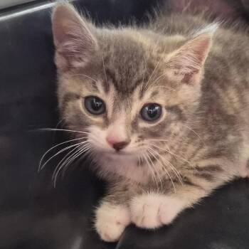 Silver -  Domestic Short Hair Cat for Adoption in Montgomery, Alabama - Silver | PetCurious