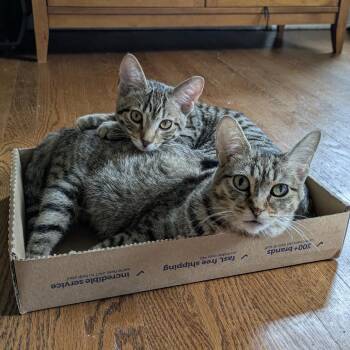 Rescue Domestic Short Hair Cats for Adoption in Evanston, Illinois - Winifred | PetCurious