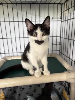 Domestic Short Hair Cats Available for Adoption in Hartford City, Indiana - Ferguson | PetCurious