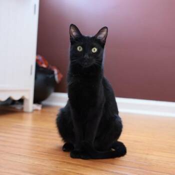 HIDEY -  Domestic Short Hair Cat Available for Adoption in Methuen, Massachusetts - HIDEY | PetCurious